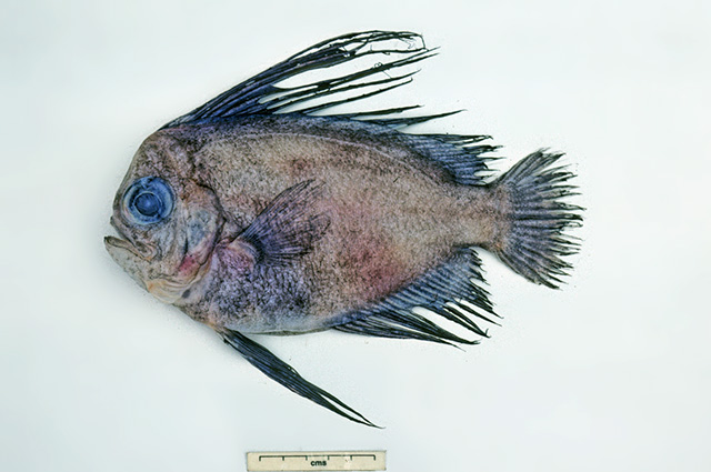 Caristius meridionalis