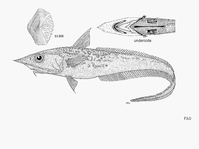 Coelorinchus multispinulosus