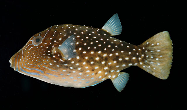 Canthigaster natalensis