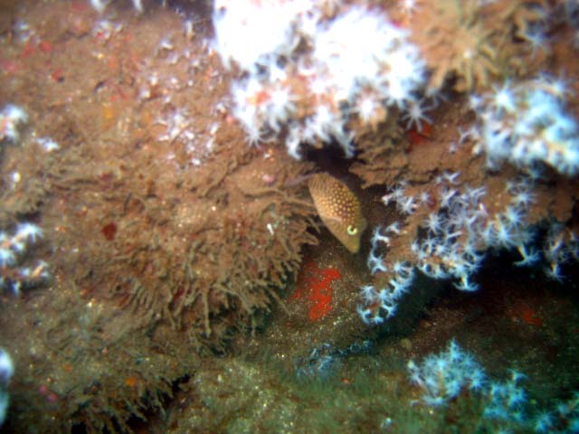 Canthigaster punctatissima