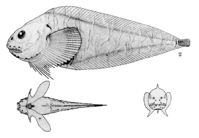 Careproctus reinhardti