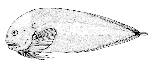 Careproctus reinhardti