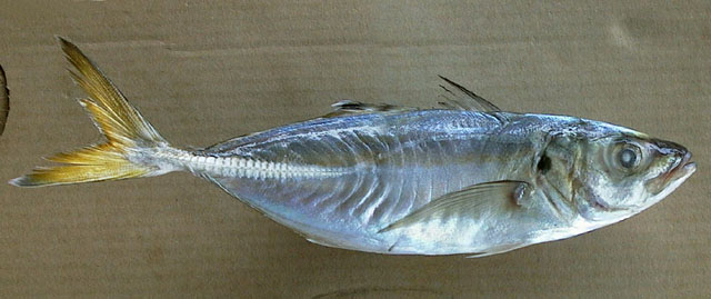 Caranx rhonchus