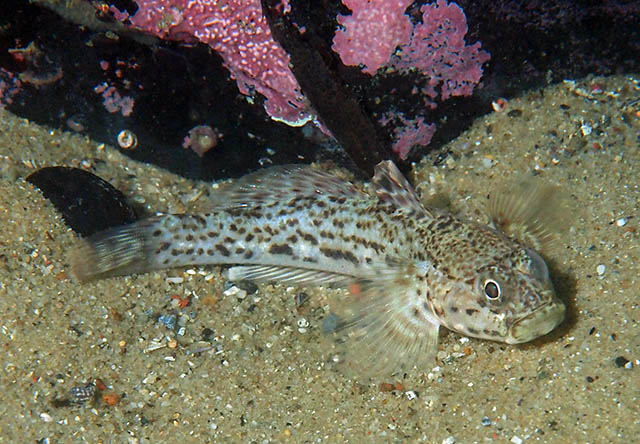 Caffrogobius saldanha