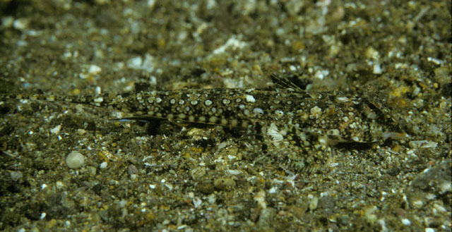 Callionymus scabriceps