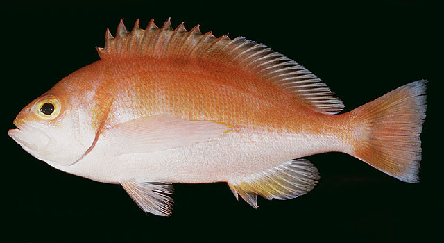 Caprodon schlegelii