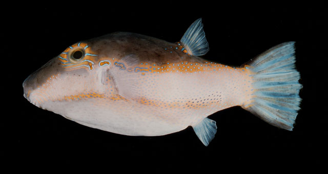 Canthigaster smithae