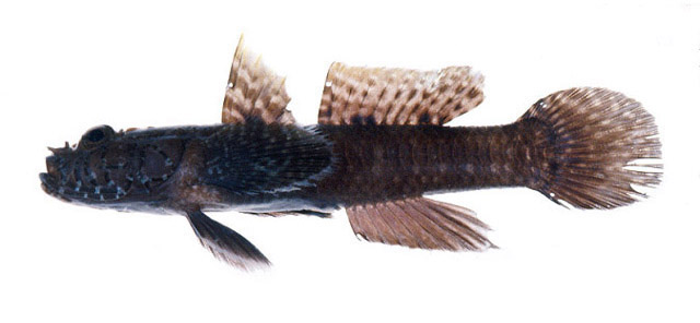 Callogobius snelliusi