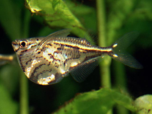 Carnegiella strigata