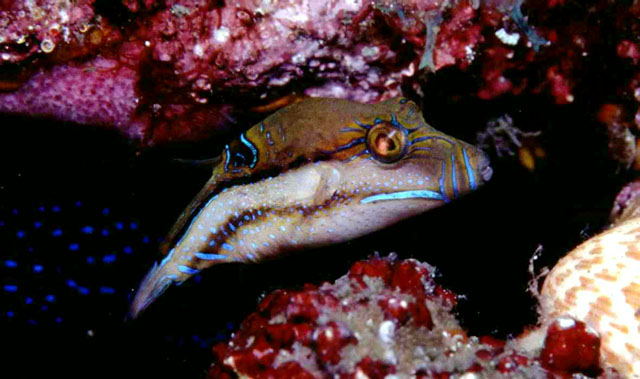 Canthigaster supramacula