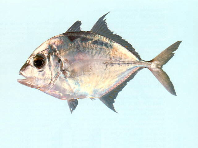 Platycaranx talamparoides