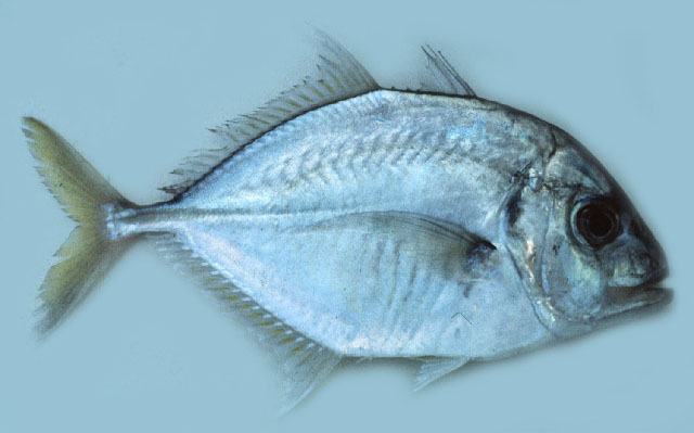 Platycaranx talamparoides