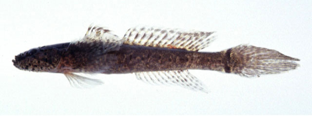 Callogobius tanegasimae