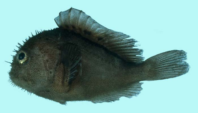 Caracanthus unipinna