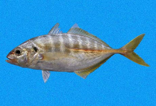 Caranx vinctus