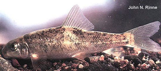 Catostomus wigginsi