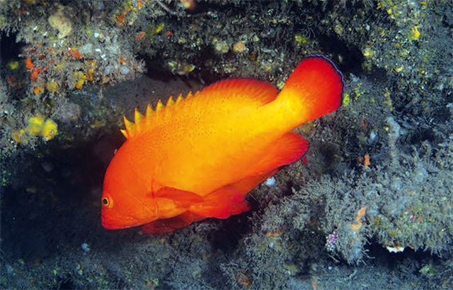 Cephalopholis aurantia