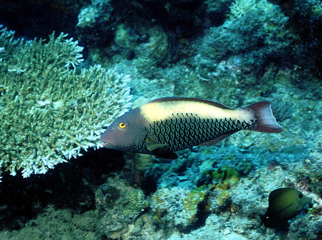 Cetoscarus ocellatus