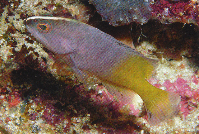 Cephalopholis boenak