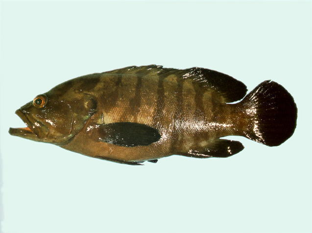 Cephalopholis boenak