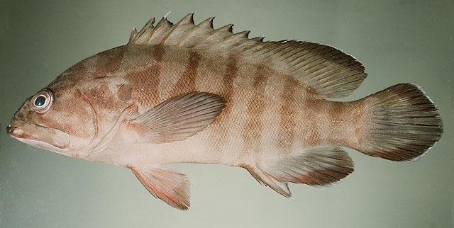 Cephalopholis boenak