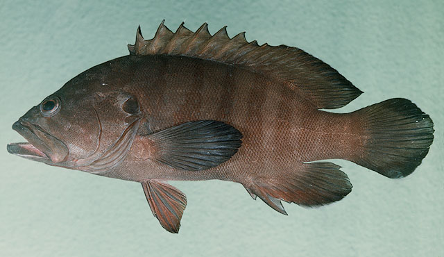 Cephalopholis boenak