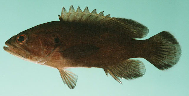 Cephalopholis boenak