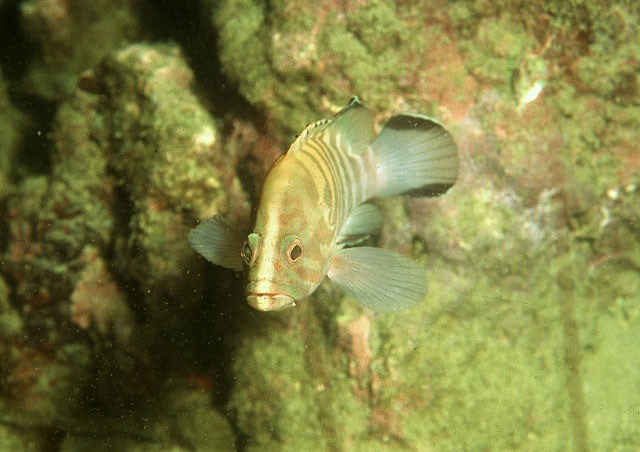 Cephalopholis boenak