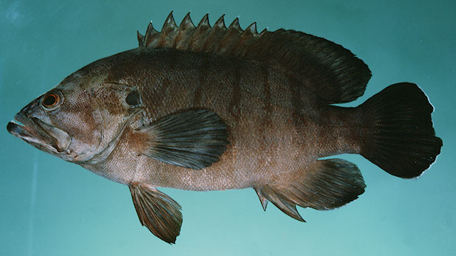 Cephalopholis boenak