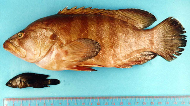 Cephalopholis boenak