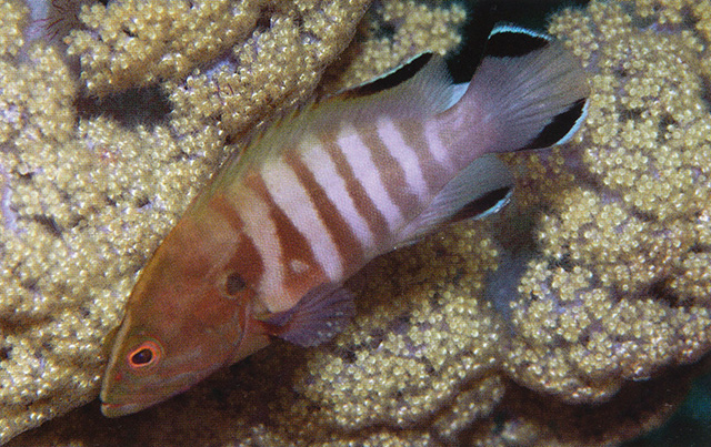 Cephalopholis boenak