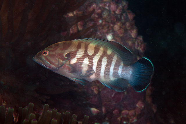 Cephalopholis boenak