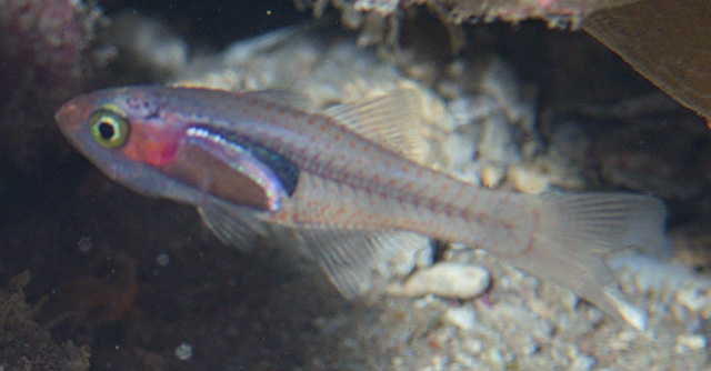 Cercamia cladara