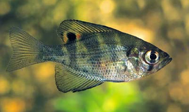 Centrarchus macropterus