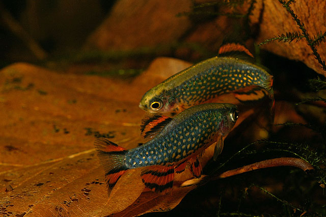 Danio margaritatus