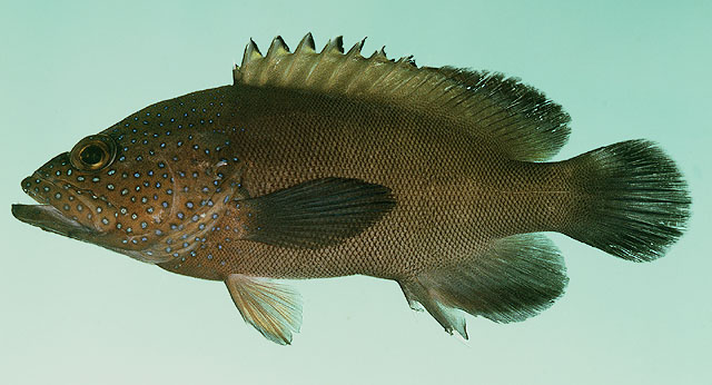 Cephalopholis microprion