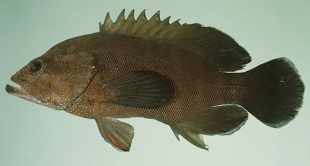 Cephalopholis microprion