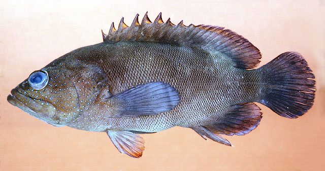 Cephalopholis microprion