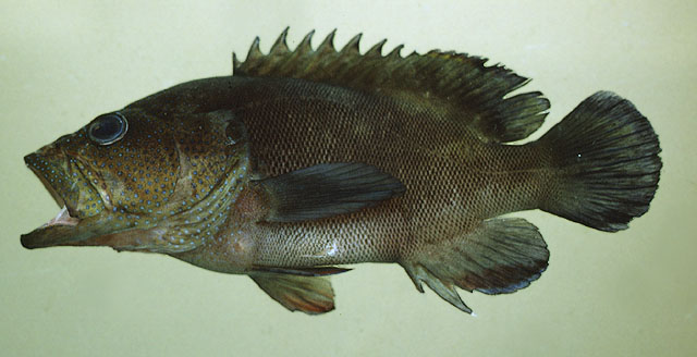 Cephalopholis microprion