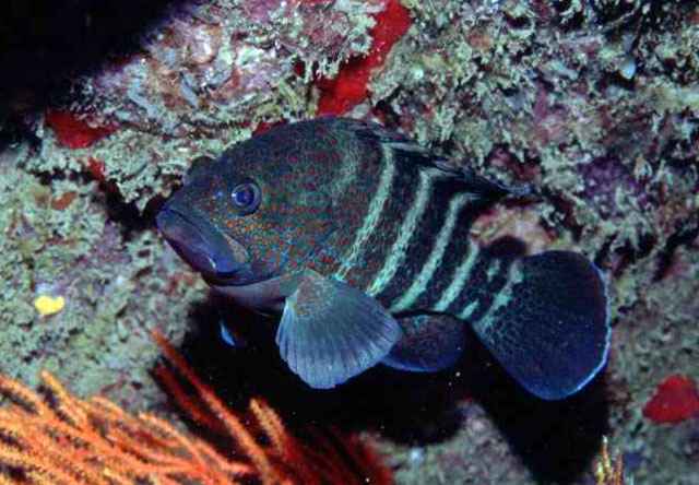 Cephalopholis nigri