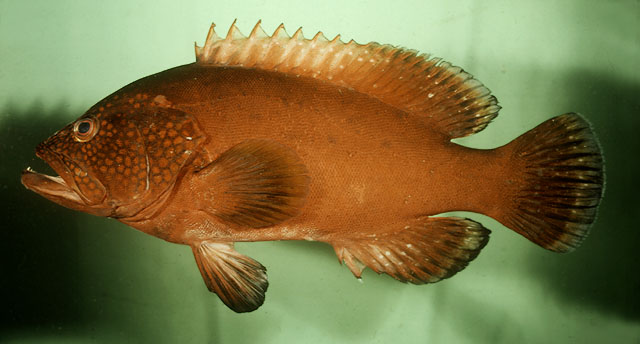 Cephalopholis sonnerati