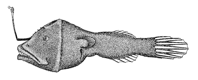 Centrophryne spinulosa