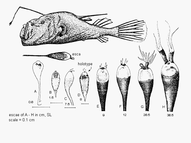 Ceratias tentaculatus