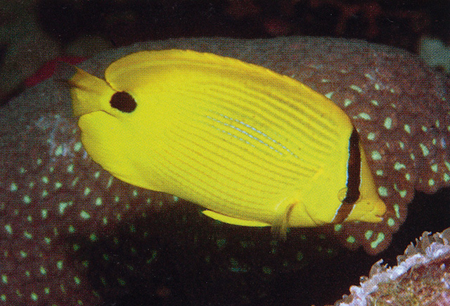 Chaetodon andamanensis