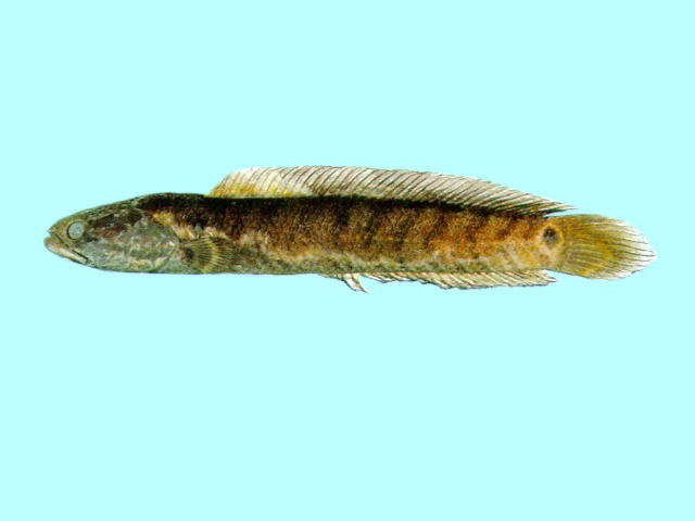 Channa asiatica