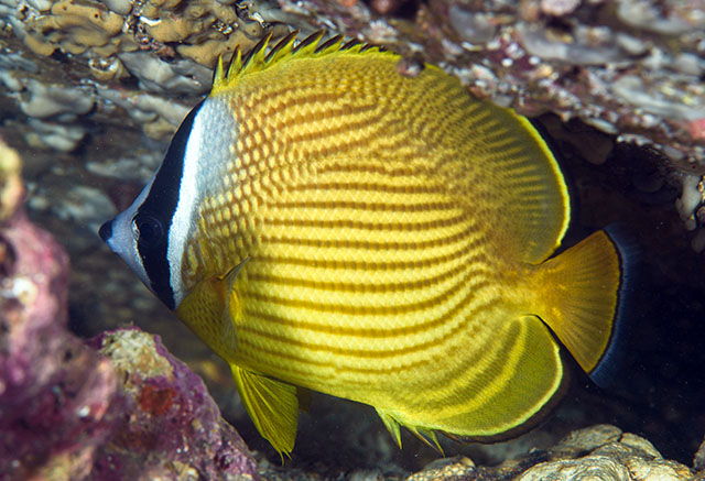 Chaetodon auripes