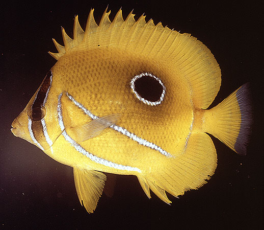 Chaetodon bennetti