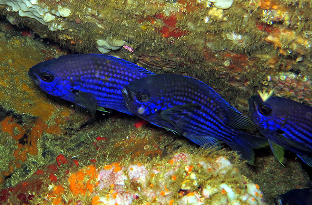 Chromis cadenati