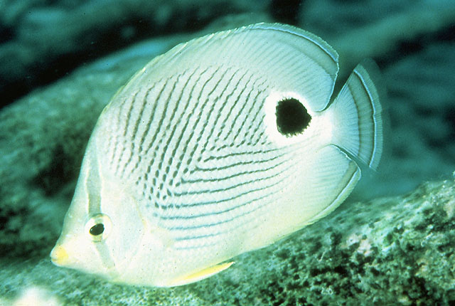 Chaetodon capistratus