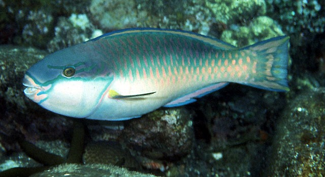 Chlorurus capistratoides